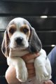 Afb_20170721_woody (4)
